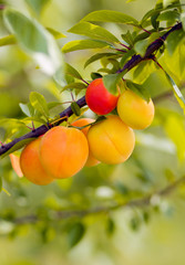 Ripe Plums on a branch in a garden