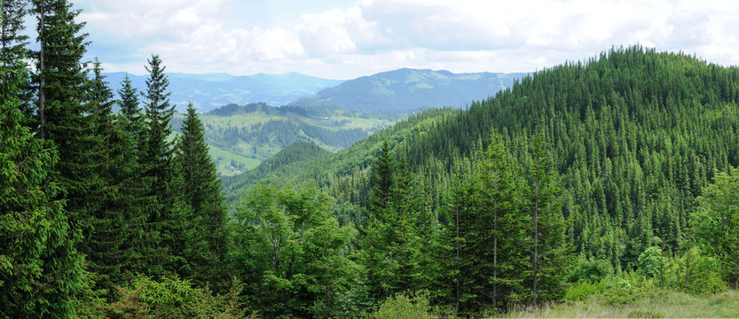 Fototapeta Panorama pięknego górskiego lasu