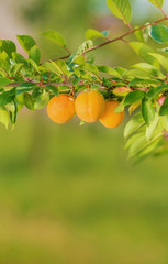 Ripe Plums on a branch in a garden