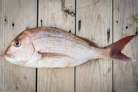 Whole Raw Snapper Fish