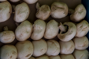 Fresh whole white button mushrooms, or agaricus
