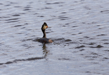 Eared Grebe