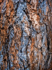 Old wood texture - larch tree
