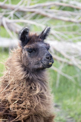 Llama Alpaca