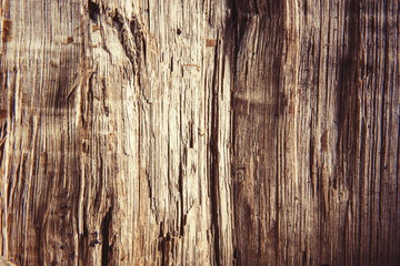 Old wood texture - oak tree