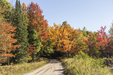 Beautiful Fall colors on pathway in Michigan. Blue sky in the background.