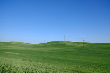  wheat farm land in palouse washington or grass field