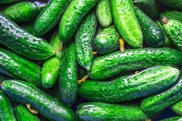 Fresh cucumbers