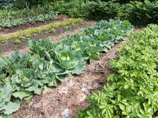 Vegetable Garden