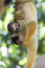 Fototapeta premium Pearent & child of Black-capped Squirrel Monkey