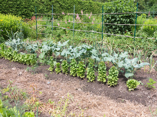 Vegetable Garden