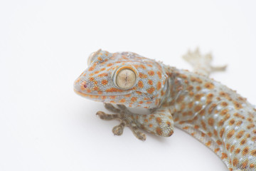 Gecko single white background blur.
