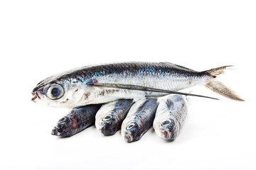 Flying fish