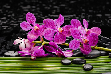spa concept- lying down pink orchid on long plant