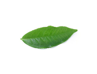 Obraz premium Green tea leaf isolated on white