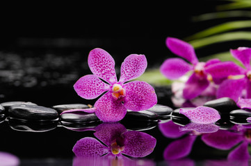 Fototapeta na wymiar pink orchid with green plant and therapy stones 