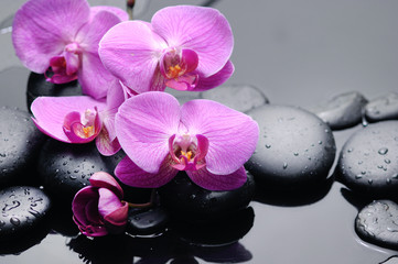 Naklejka na ściany i meble branch pink orchid with therapy stones 