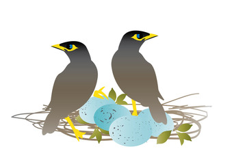 Mynah Birds