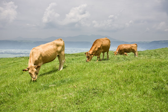 Shorthorn Cattle Feeding Grass