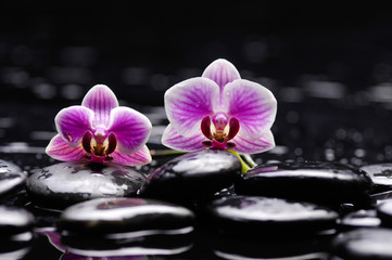 Still life with beautiful two orchid and therapy stones 