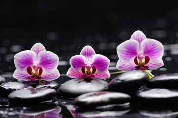 Fototapeta na wymiar Beautiful three pink orchid and therapy stones 