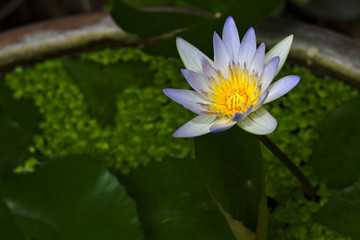 Lotus / Waterlily Lotus Flower in a Pond