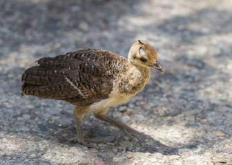 Obraz premium Baby peacock – peafowl, Pavo cristatus