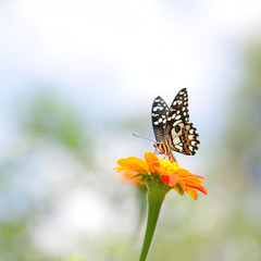 Butterfly on Zinnia flower