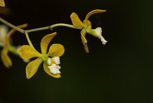 Yellow Encyclia tampensis orchid blooms in a greenhouse in spring
