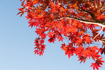 Japanese maple leaves bright red autumn coloration against blue