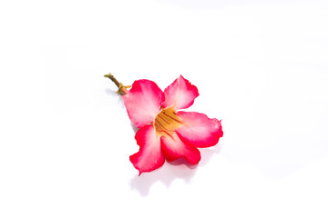 Pink Bignonia isolated on white background.