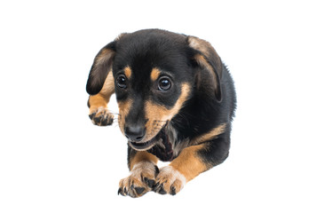 Obraz premium Dachshund puppy