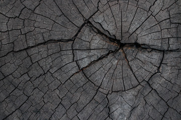 Black stump texture background