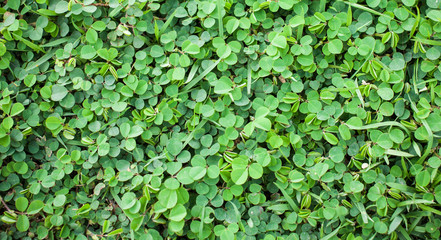Natural green leaves background and texture