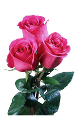 red rose, isolate