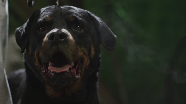 Rottweiler dog close-up shoot.