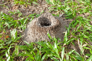 Ant nest on green grass at the park