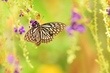 Butterfly on flower