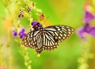Butterfly on flower