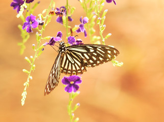 Butterfly on flower