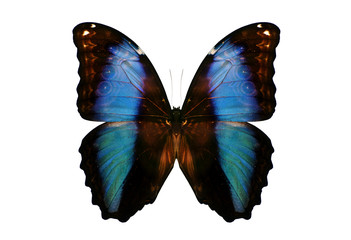 Fototapeta premium Butterflies