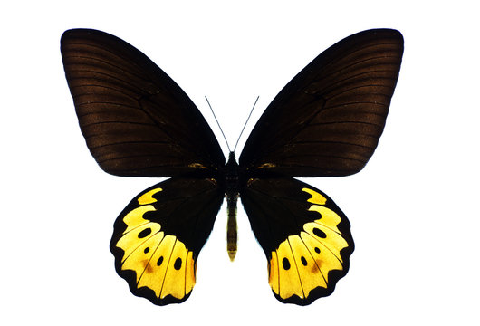 Butterflies