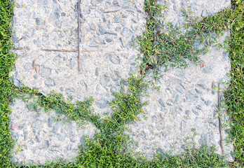 Grey background and green grass