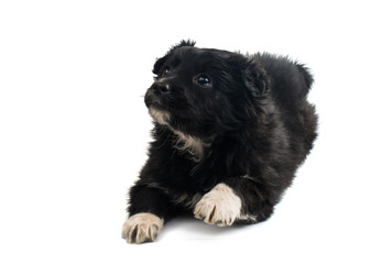 puppy isolated