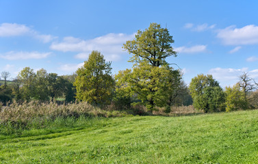 Fototapeta na wymiar Autumn landscape - meadow.