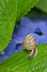 カタツムリ
