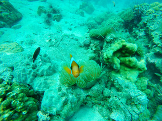 Fototapeta na wymiar Underwater fish