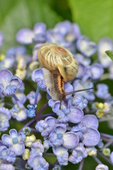 かたつむりと紫陽花