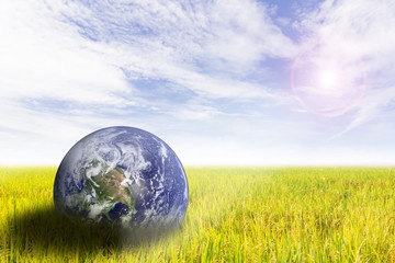 the planet on Rice field  The concept of keeping the campaign. O