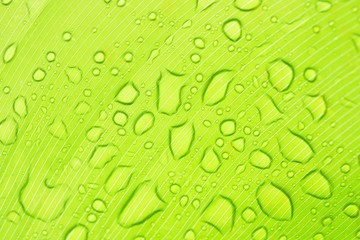 Water drop on Palm leaf